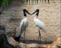 Jabiru, pair of South American storks
