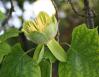 Yellow Poplar, also called Tulip Tree, Niagara Falls, New York