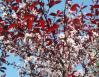 Purple Sandcherry, mid May in Kingston, Ontario Canada