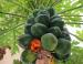 Papayas, Chapala, Mexico