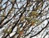 Silver Linden, mid March in Lewisville, Texas