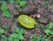 Pecan nuts, Dallas, Texas
