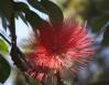 Unidentified, April bloom, Southwestern Mexico