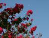 Crepe Myrtle, morning moon in early August, Lewisville, Texas