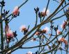Shavingbrush Tree, April in Chapala, Chapala, Mexico