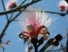 Shavingbrush Tree, about 8 inches high, Chapala, Mexico