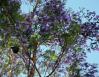 Jacaranda Tree, Chapala, Mexico