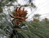 Male flowers on Mexican Pine, Sierra Madres Mountains, Mexico