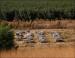 Beehives, Central California