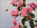 Honey bee, Crepe Myrtle, Lewisville, Texas