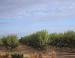 Central California agriculture