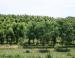 Tree farm, Kentucky