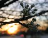 Silver Linden, early March in Lewisville, Texas