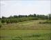 Tree farm, Kentucky