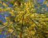 Parkinsonia aculeata: Palo Verde, Easter in Ajijic, Mexico