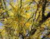 Parkinsonia aculeata: Palo Verde, Easter in Ajijic, Mexico