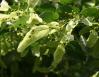 Silver Linden bracts in June, Ottawa, Ontario, Canada
