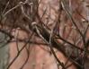 Eastern Dogwood buds, late January in Lewisville, Texas