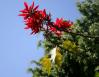 Poinsettia Tree, April in Chapala, Mexico