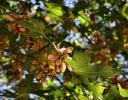 Bigleaf Maple keys, Yosemite National Forest, California