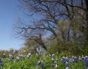 Trees, a beautiful setting for Bluebonnets, Coppell, Texas
