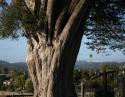 White Cedar, Santa Cruz, California
