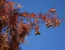 Cypress in December, Lewisville, Texas