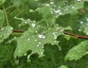 Summer rain, Dogwood leaves, northern Texas