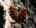 Douglas Fir cones, Salt Spring Island, B.C., Canada