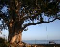 Eucalyptus tree, Santa Cruz, California