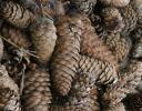 Spruce and Fir cones, Andrew Haydon Park, Ottawa, ON Canada