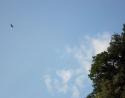 Forest near Gatlinburg, Tennessee