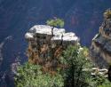 Pinion trees, Grand Canyon, Arizona