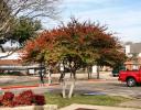 Cotoneaster, Irving, Texas