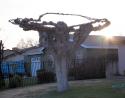 Unusual topiary, Bakersfield, California