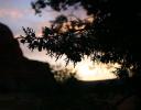 Utah Juniper berries, Sedona, Arizona