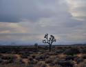 Joshua Tree, Mohave Desert, Arizona
