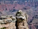 Pinion trees and Juniper bushes, Grand Canyon, Arizona