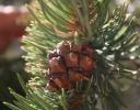 Pinyon cone, Grand Canyon, Arizona