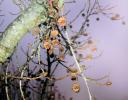 Sweetgum seed capsules, Bakersfield, California