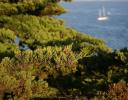 Monterey Cypress, north of San Francisco, California