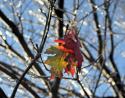 Red Oak, Ice storm, Lewisville, Texas