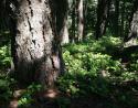 Douglas Fir, Salt Spring Island, B.C., Canada