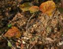 Sassafras, Coppell, Texas