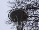 January in Seattle, Washington, American Sycamore