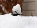 Sweetgum pod, mid-February snow in Lewisville, Texas