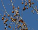 Sycamore drupes - Coppell, Texas in January
