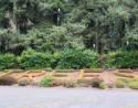 The Enchanted Forest parking lot, Avenue of the Giants, Hwy 101, California