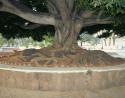 Neighborhood Magnolia tree, Ajijic, Mexico