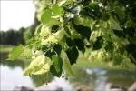 Basswood flower bracts, Ottawa, Ontario, Canada